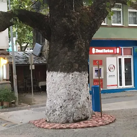 Tirilye Evi Zeytinbagi